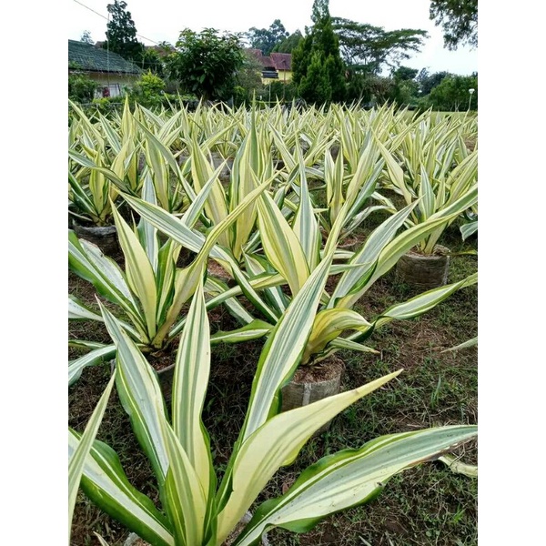 Tanaman hias bibit Agave Jumbo