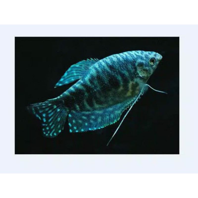 sepat biru / ikan hias / aquasqape