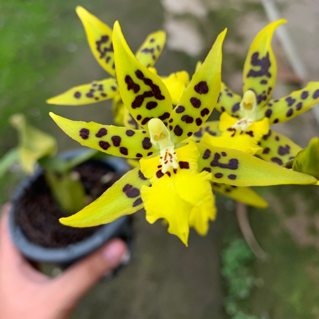 Oncidium paketan 2 pot