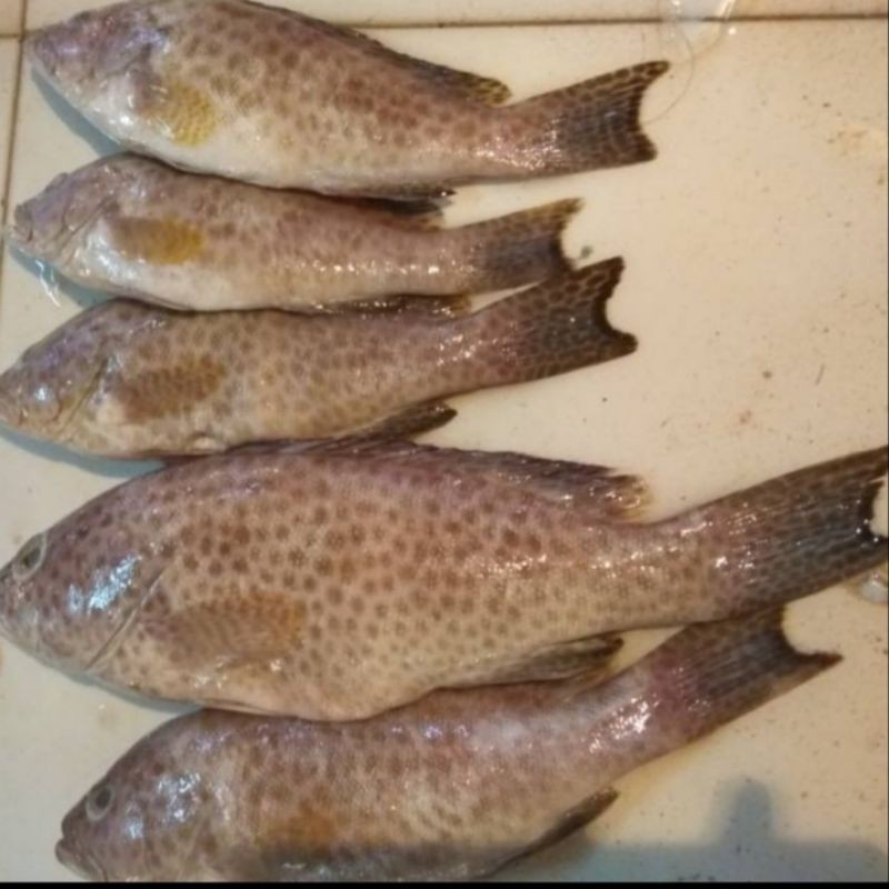

jual ikan kerapu tutul segar per 500 gram