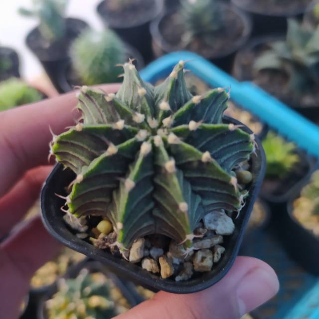 Kaktus LB Hybrid