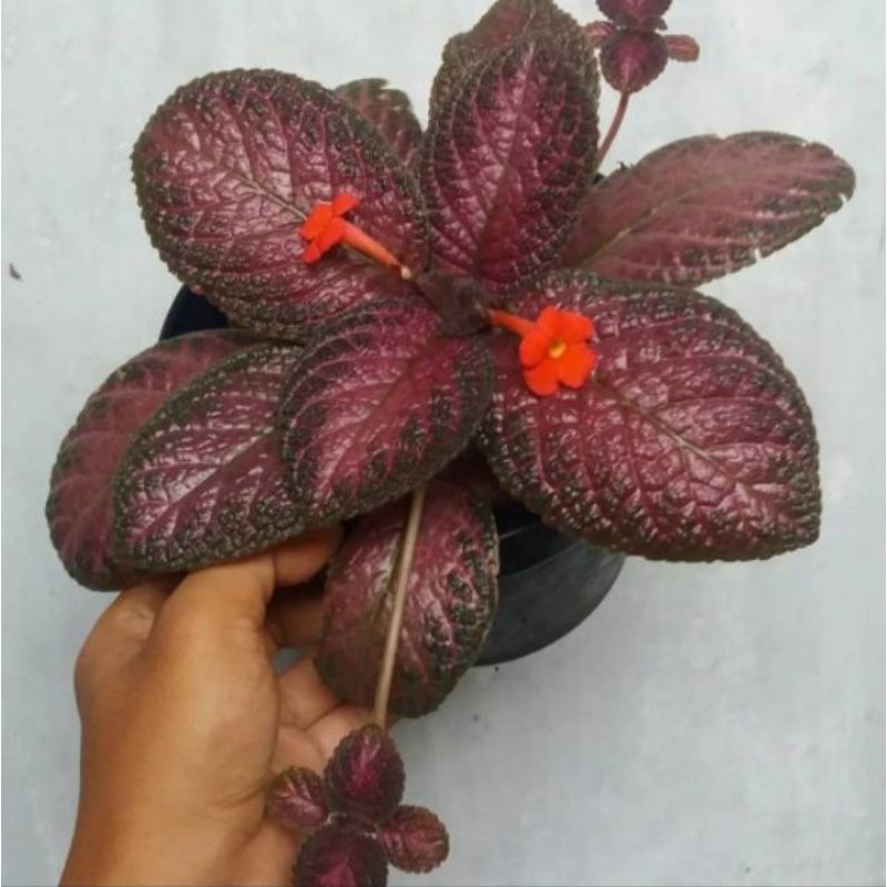 episcia daun ungu bunga orange