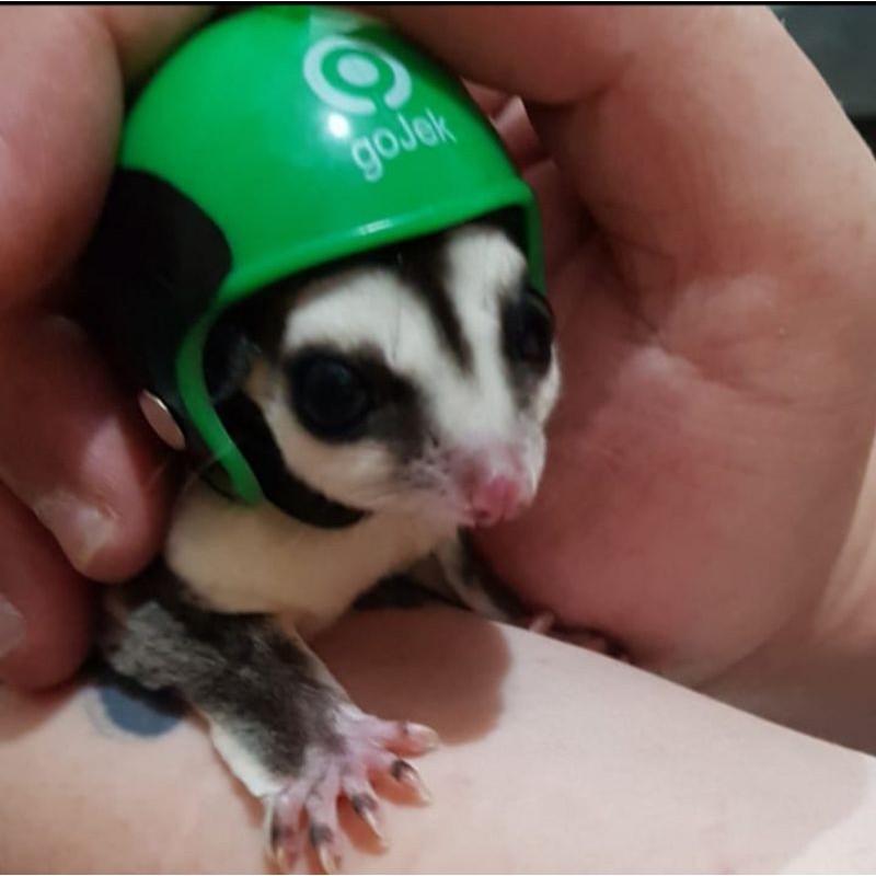 SUGAR GLIDER - MAINAN SUGAR GLIDER - AKSESORIS SUGAR GLIDER