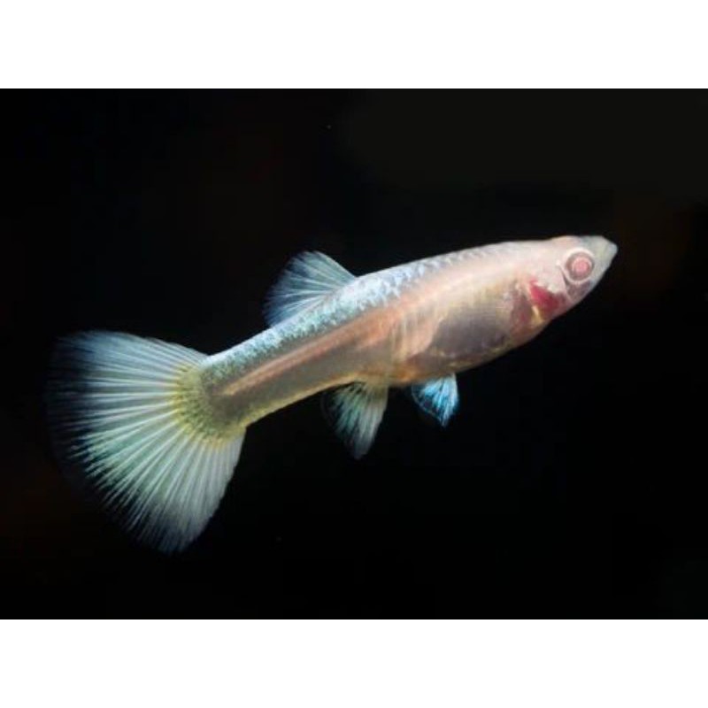 Ikan Guppy albino full platinum