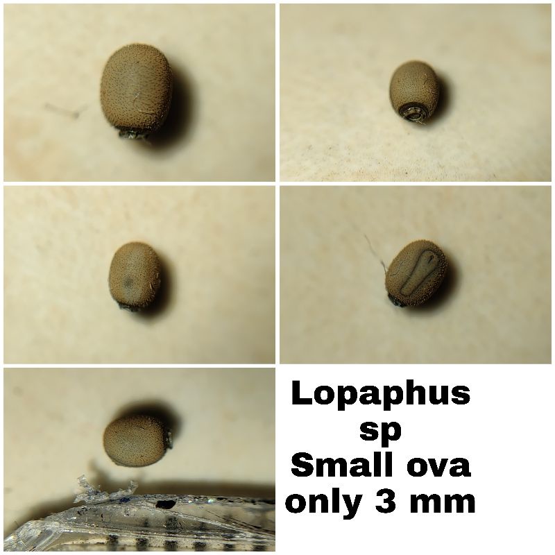 belalang tongkat / stick bug Lopaphus sp (telur)