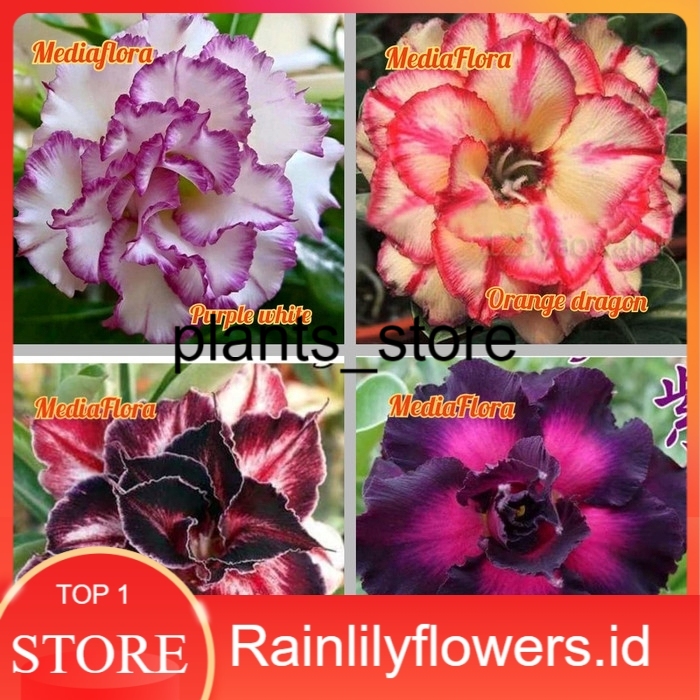 

paket 4 bibit bunga adenium obesum - kamboja jepang (rainlilyflowers.id) PLANTS_STORE