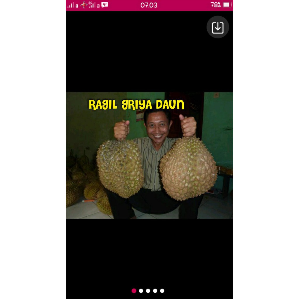 €^ Bibit Durian Montong Super Jumbo €^