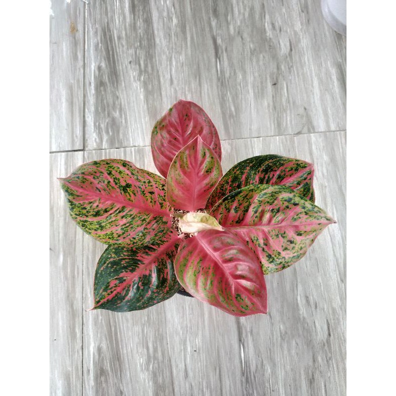 aglaonema cantik wulandari
