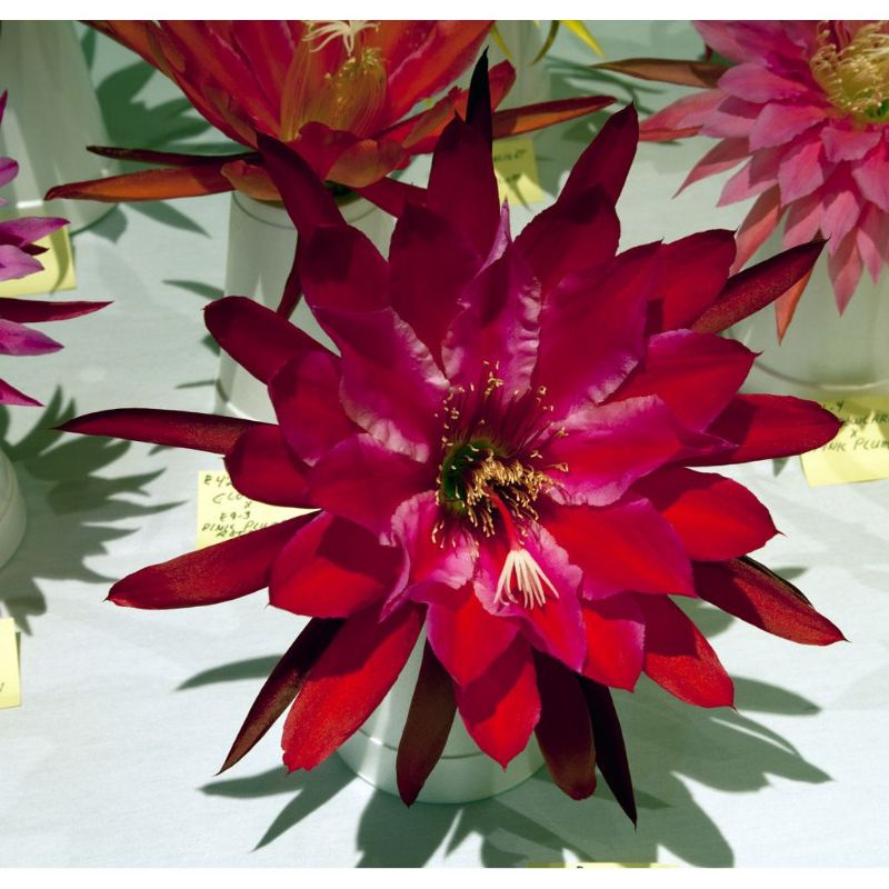 COD Tanaman hias Wijaya Kusuma bunga merah tua-tanaman hidup-bunga Wijaya hidupBUNGA WIJAYA KUSUMA/WIJAYA KUSUMA BUNGA GANTUNG/TANAMAN HIAS GANTUNG/BUNGA WIJAYA/BUNGA HIAS/BUNGA HIDUP/TANAMAN HIAS HIDUP