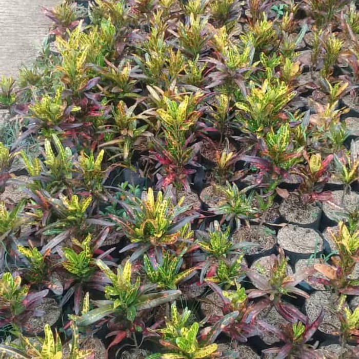 tanaman hias puring cabe cabean