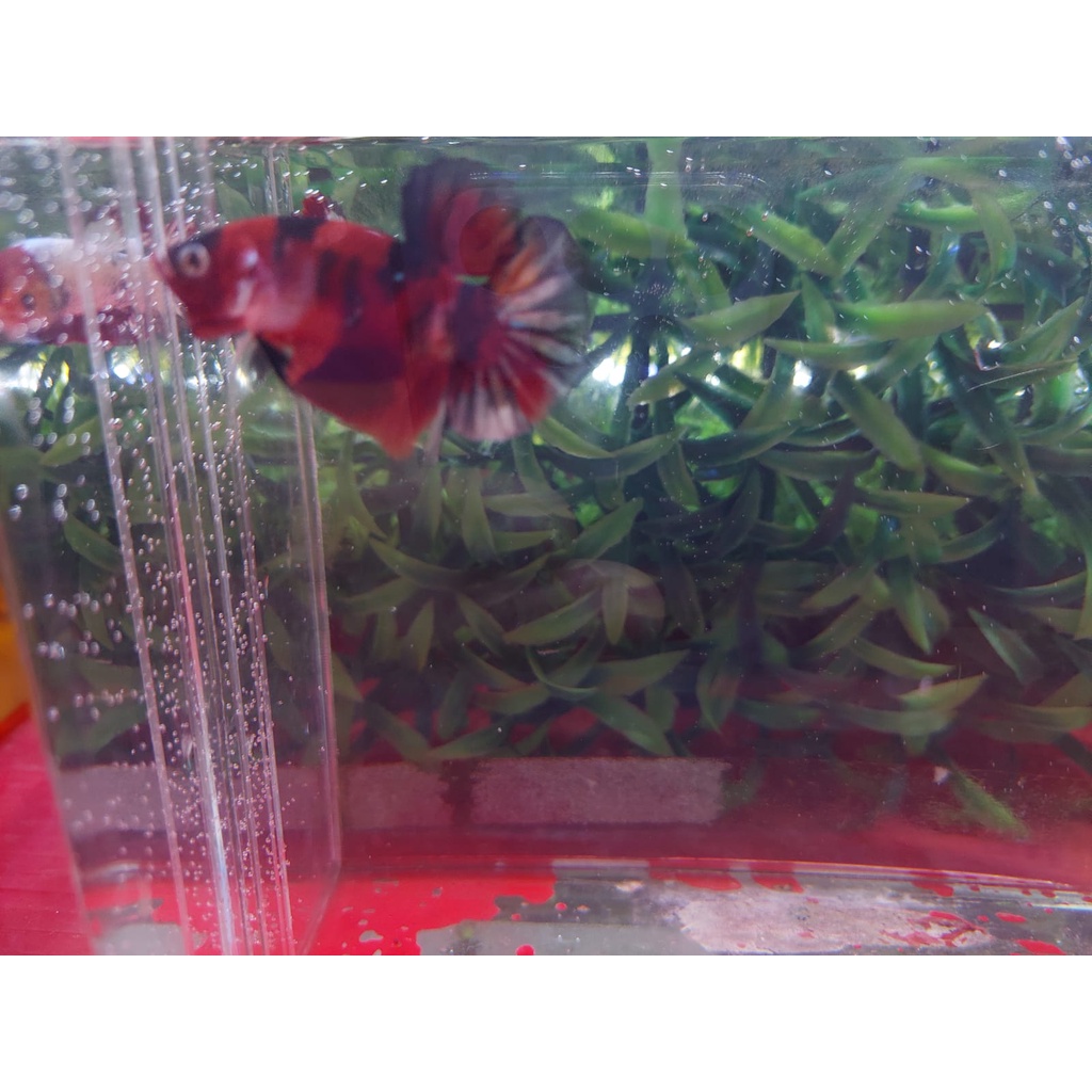 Ikan Cupang Plakat Nemo Copper | Motif Random
