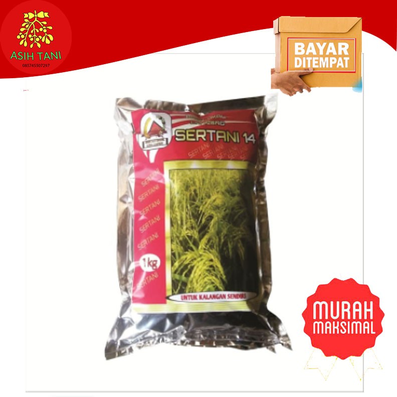 Benih Bibit padi sertani 14 kemasan 1 kg Berkualitas