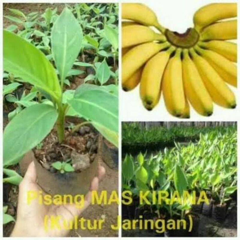 BIBIT PISANG EMAS KIRANA SUPER