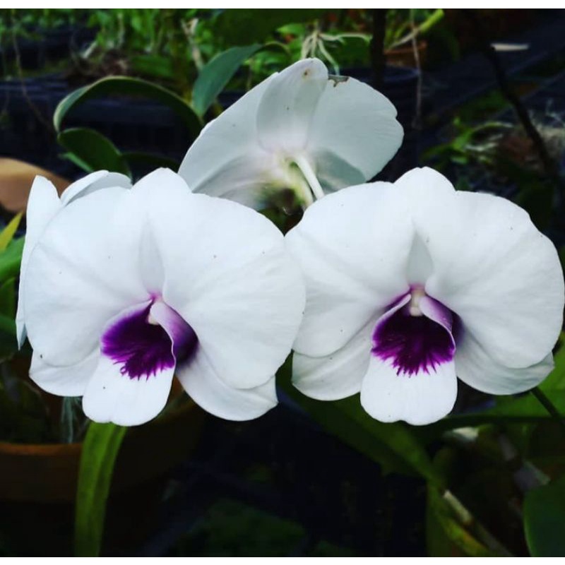 TANAMAN HIAS DENDROBIUM ANGGREK//WHITEHEAD