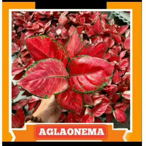 tanaman hias aglonema red anjamani