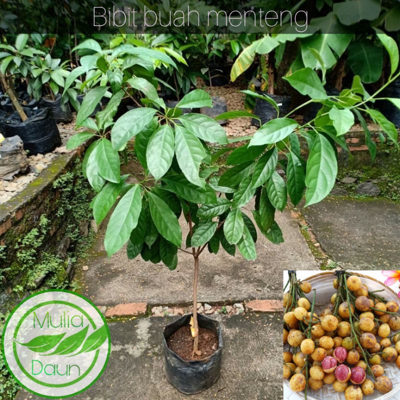 THE BEST 008 Bibit tanaman menteng/Pohon buah menteng jumbo/Bencoy/Rambe/Rambai FUULL MURRRRAAH