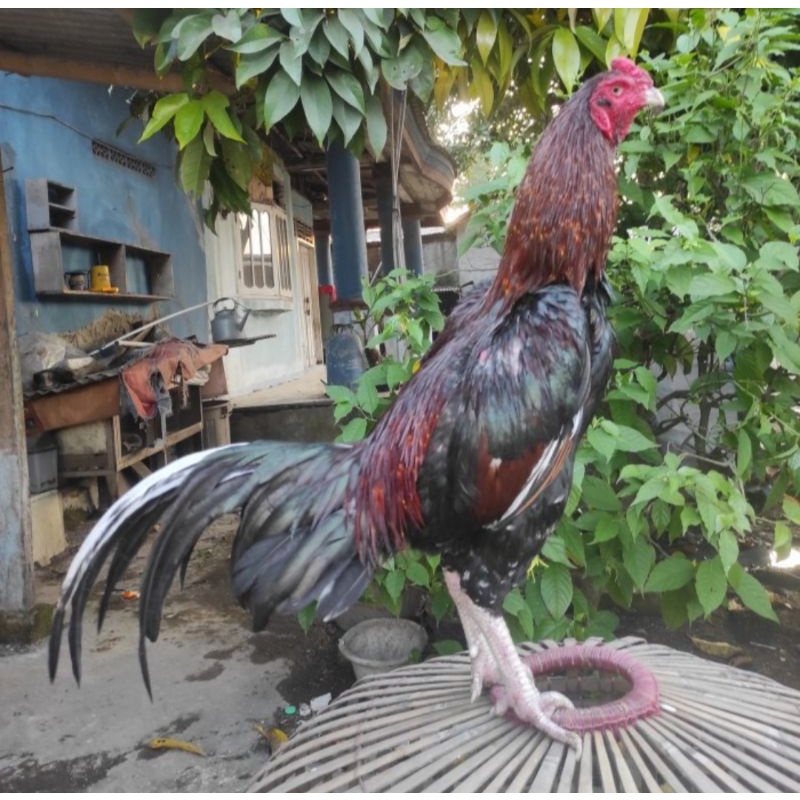 

TELUR AYAM BANGKOK BIRMA BESAR PETARUNG ADUAN FERTIL UNTUK DITETASKAN