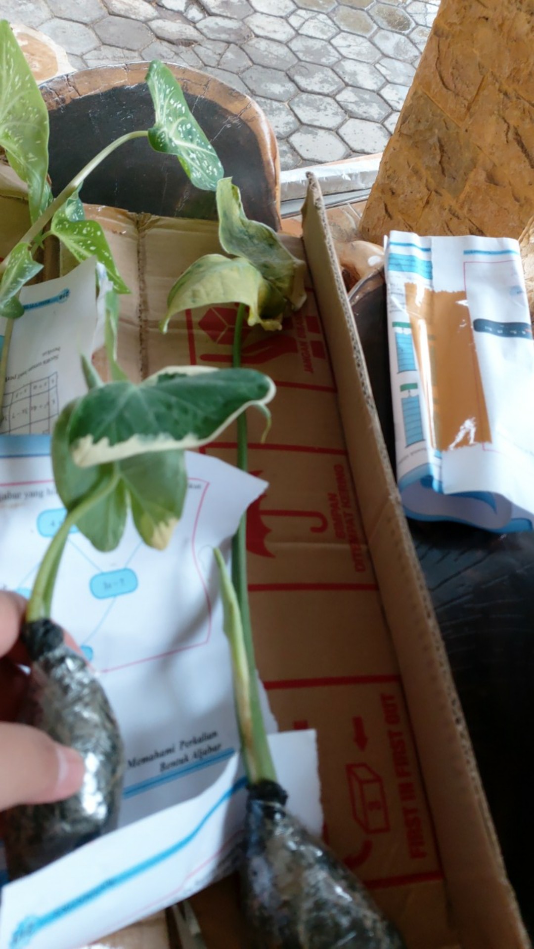 Tanaman Hias Keladi Kantong Semar