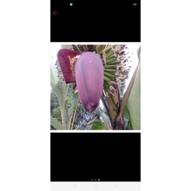 

Jantung / kelopak pisang segar, sayur jantung