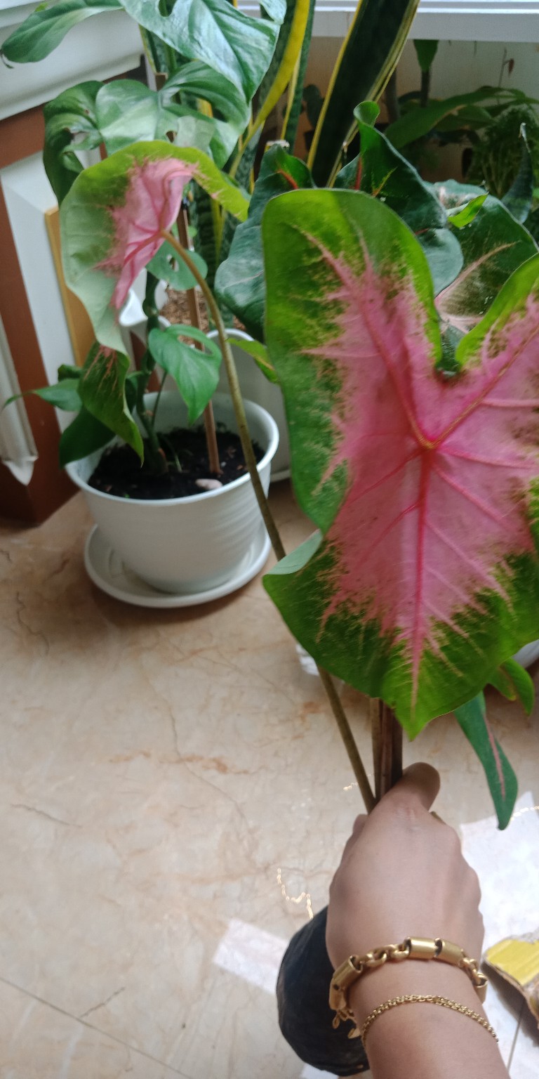 Tanaman Hias Pink Love Tanamn Hias Cantik