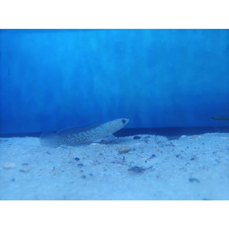 stewarti arunachal 11-12cm ikan hias murah jabodetabek