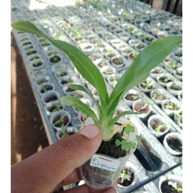 Seedling grammatophyllum scriptum