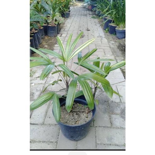 Tanaman Palem Regu Variegata 500g