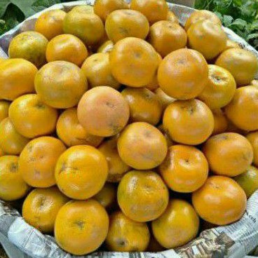

Buah Jeruk Medan Super / paket (5kg)