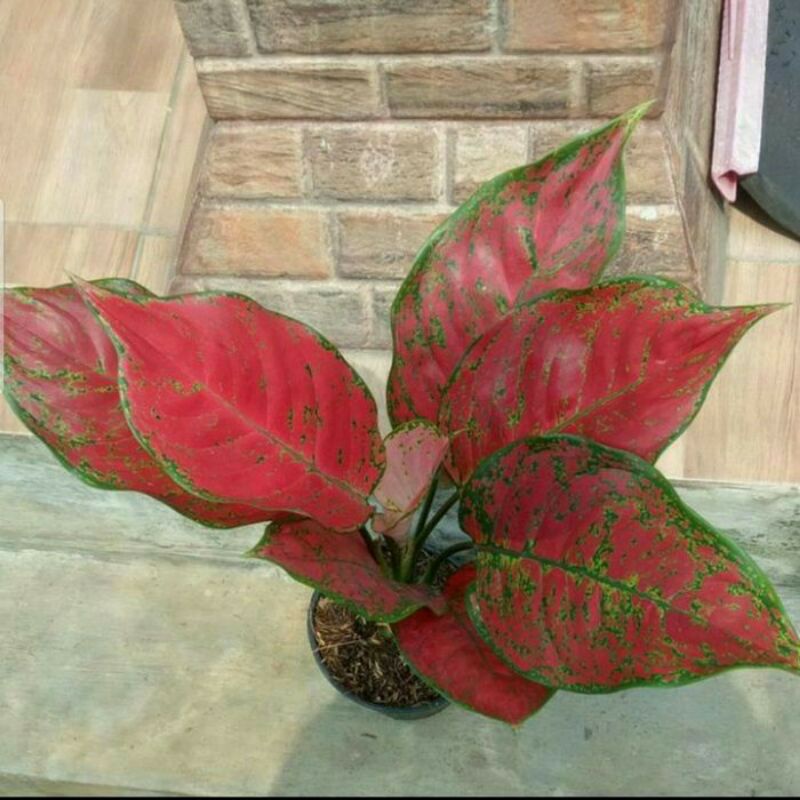 aglonema red king tanaman hias~aglonema