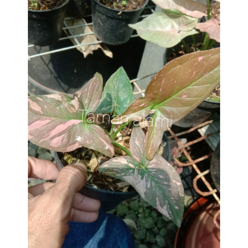 Syngonium pink splash - tanaman hias syngonium pink splash realpick