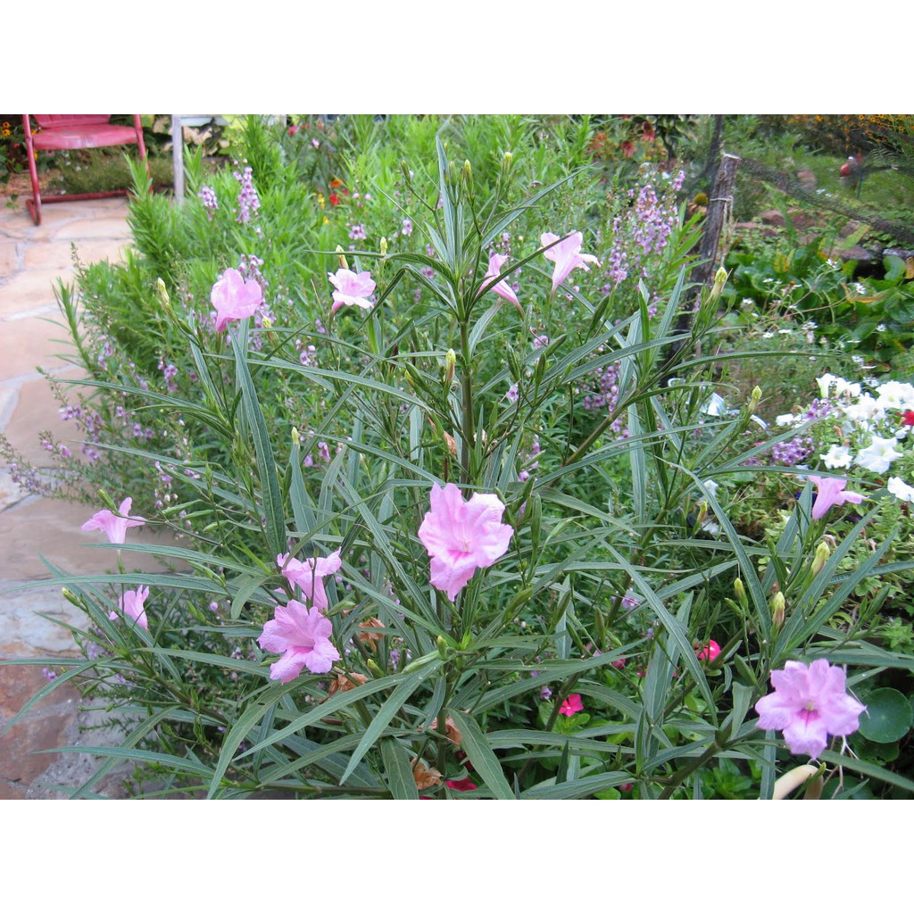 Jual biji benih bunga ruellia pink bunga kencana ungu bunga 