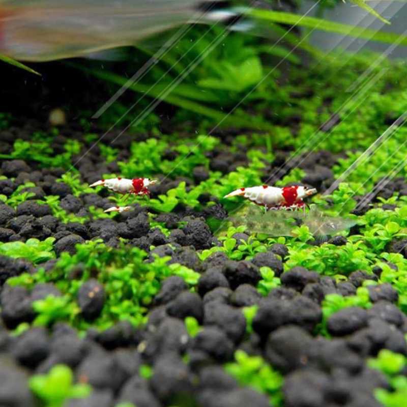 Bibit Rumput Air Dekorasi Aquarium Landscape Ornament - H0027