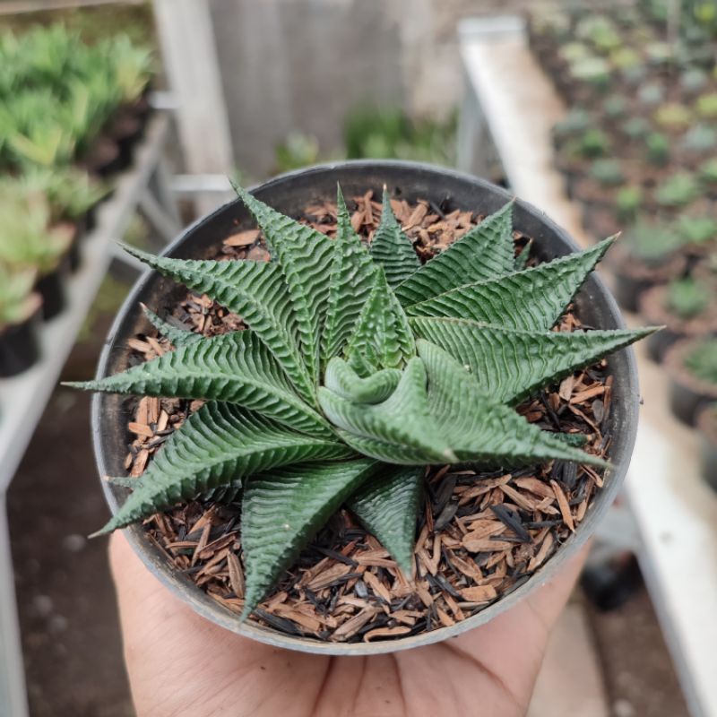 Haworthia Limifolia | D 10cm