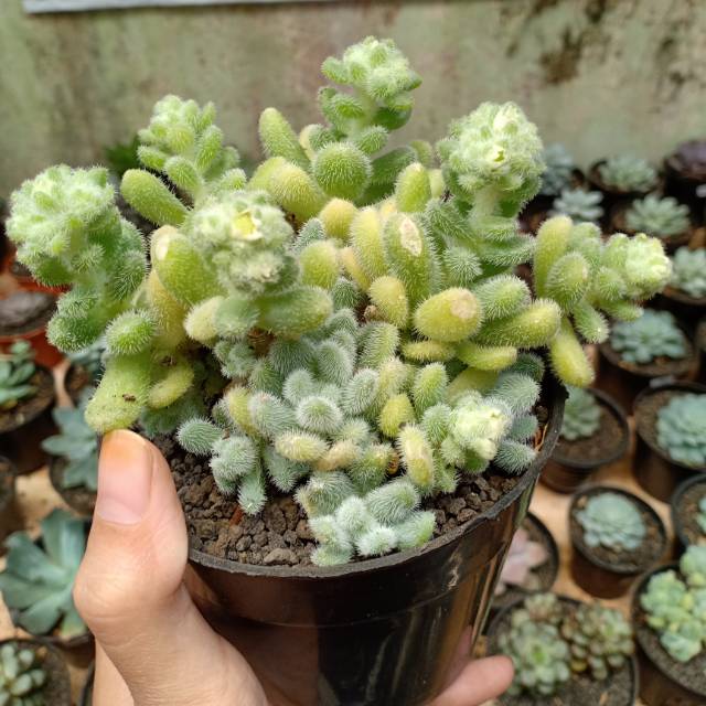 Kaktus sukulen sedum hintonii