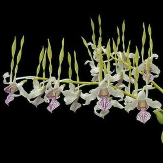 Anggrek Dendrobium Antennatum jungle