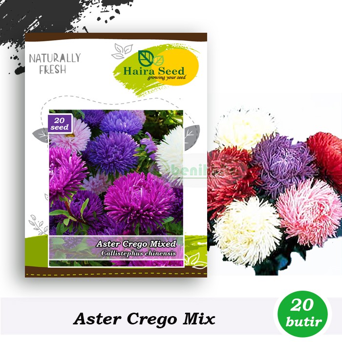 Benih-Bibit Bunga Aster Crego Mix (Haira Seed)