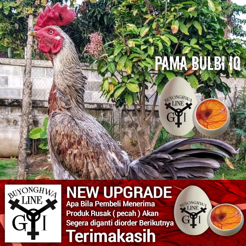 telur ayam Pama Iq Bulbi