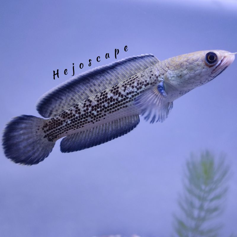 Stewarti / stewarti Black Galaxy X Arunachal size 7-15cm (SORTIRAN)