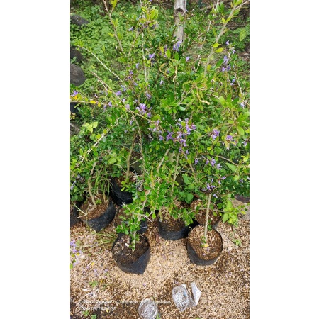 bibit bonsai saeng simbur vietnam daun pajang bunga ungu