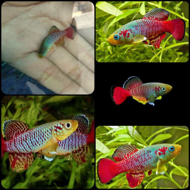 ikan killifish guentheri red zanzibar untuk aquarium dan aquascape