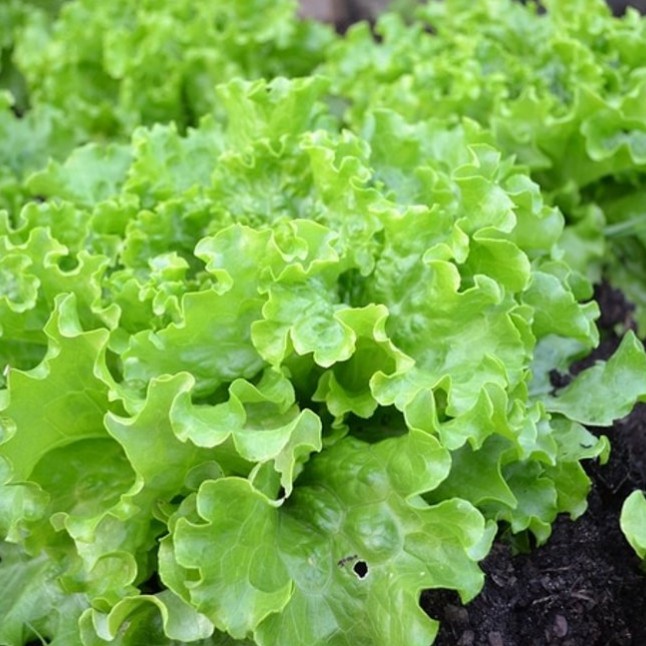 400 Benih Bibit Selada Keriting Hijau Sayuran Unggul Kriebo Bintang Asia Biji Tanaman Sayur Official-3