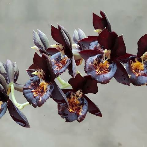 Anggrek Catasetum Karen Amstrong Dewasa