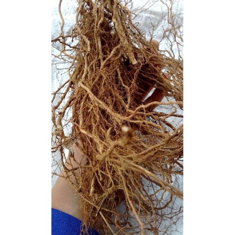 AKAR SENGGANI AQUASCAPE 500 GRAM / AKAR SENGGANI BUAT LILITAN / AKAR SENGGANI