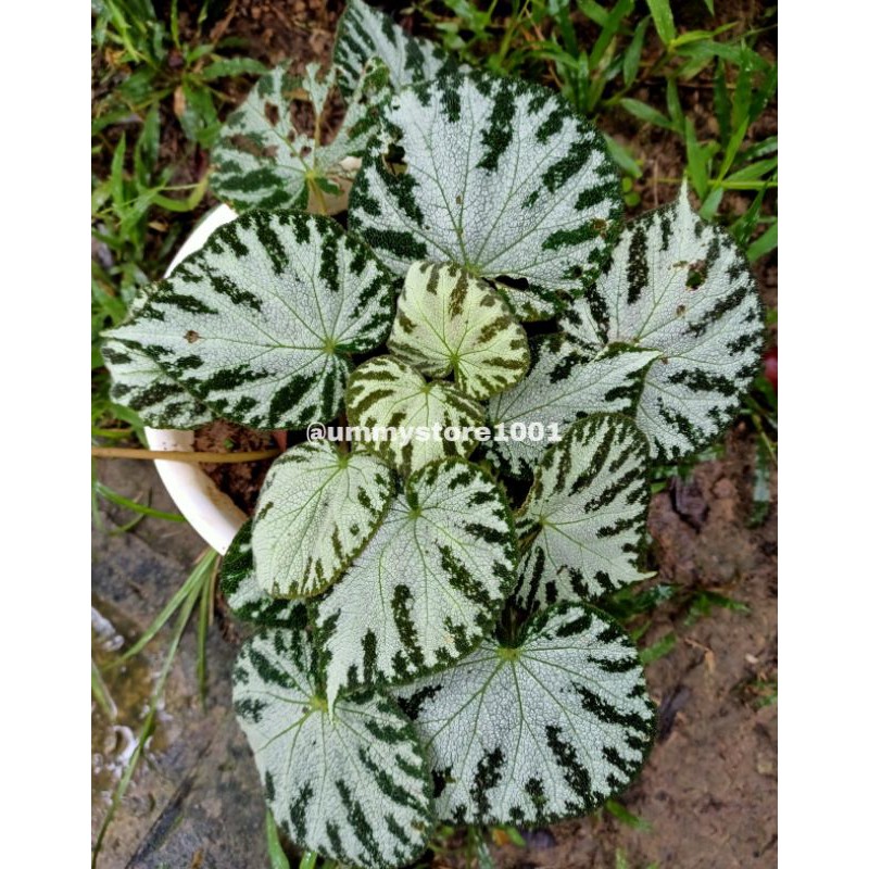 Begonia Macan