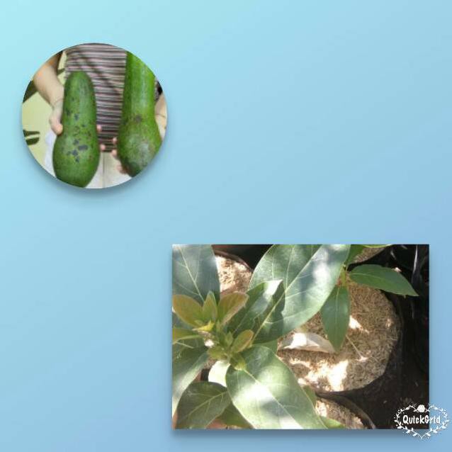 Bkk Bibit Alpukat Aligator