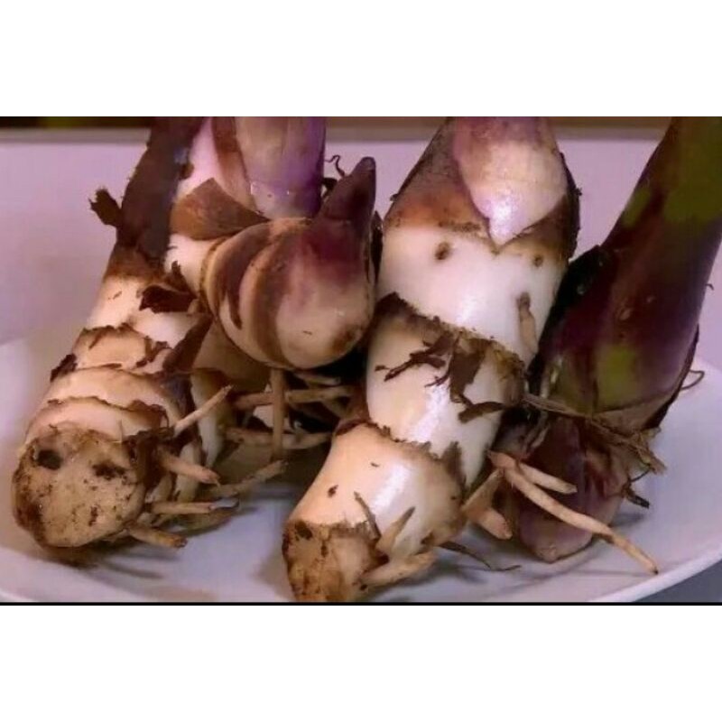 

Umbi ganyong segar,,untuk konsumsi