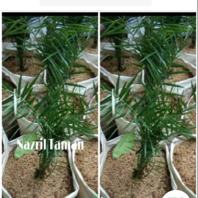 Tanaman hias Outdoor - Pohon Palem Kenari - Palm kenari