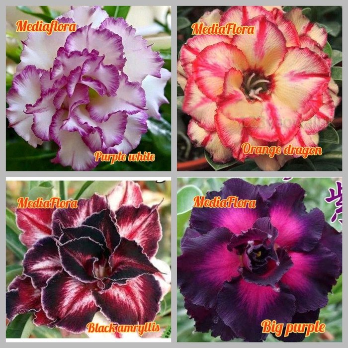 

NEW!! paket 4 bibit bunga adenium obesum - kamboja jepang