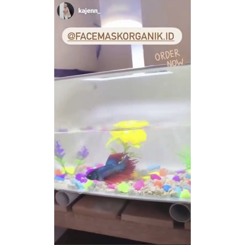 Aquarium mini unik bentuk oval