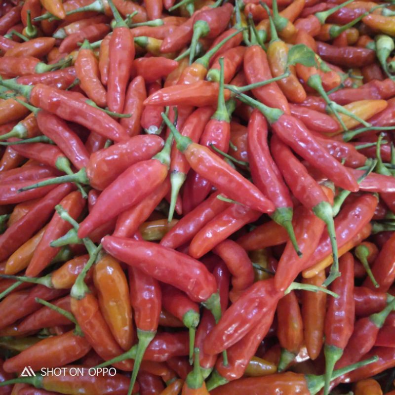 

Cabe Cabai Rawit Merah ORI 500 grm